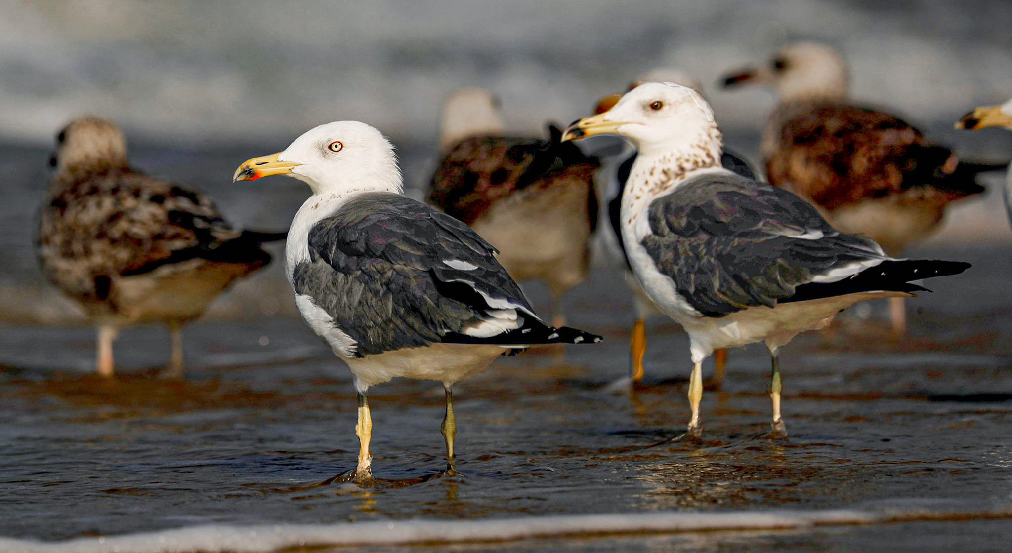 Yellow-Legged Gull Bird